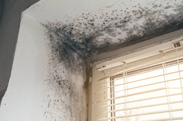 Affordable Mold Removal solutions in Sykesville, MD